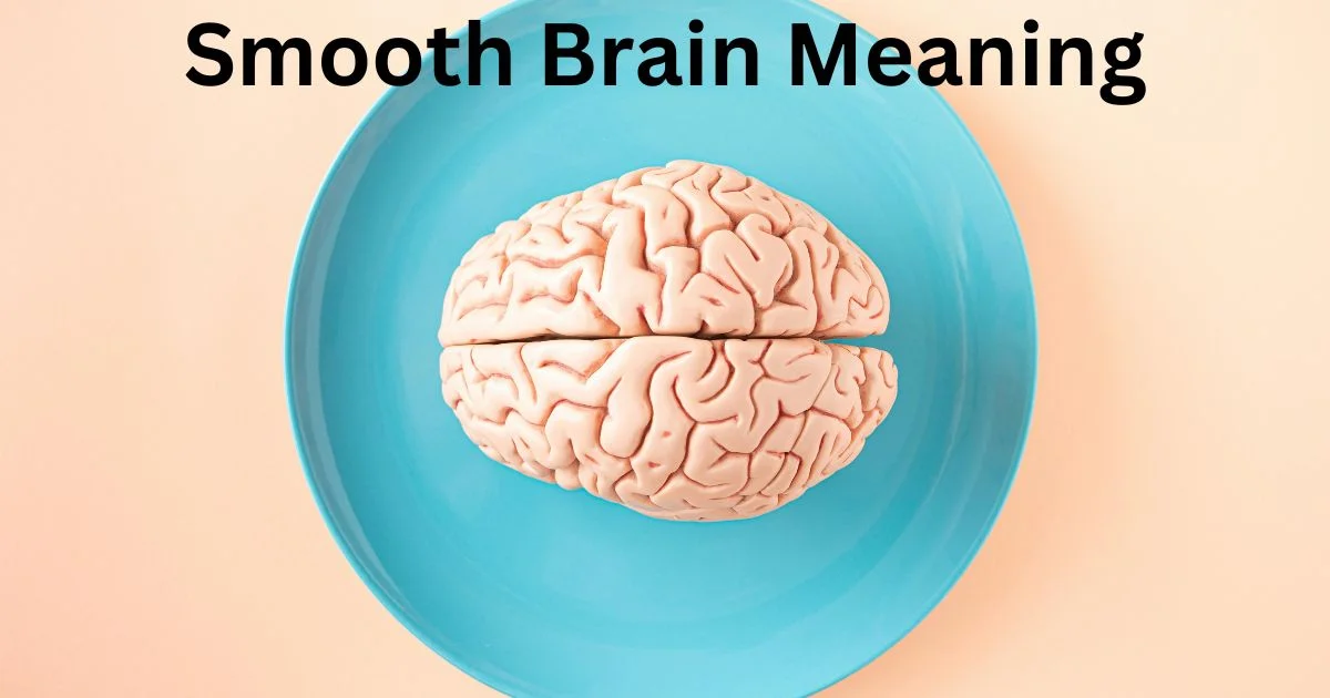 You are currently viewing Smooth Brain Meaning: Unraveling the Mysteries In The 2024